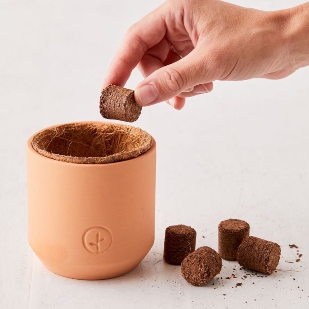 Modern sprout holiday terracotta grow kit, NEW!! Poinsettia!